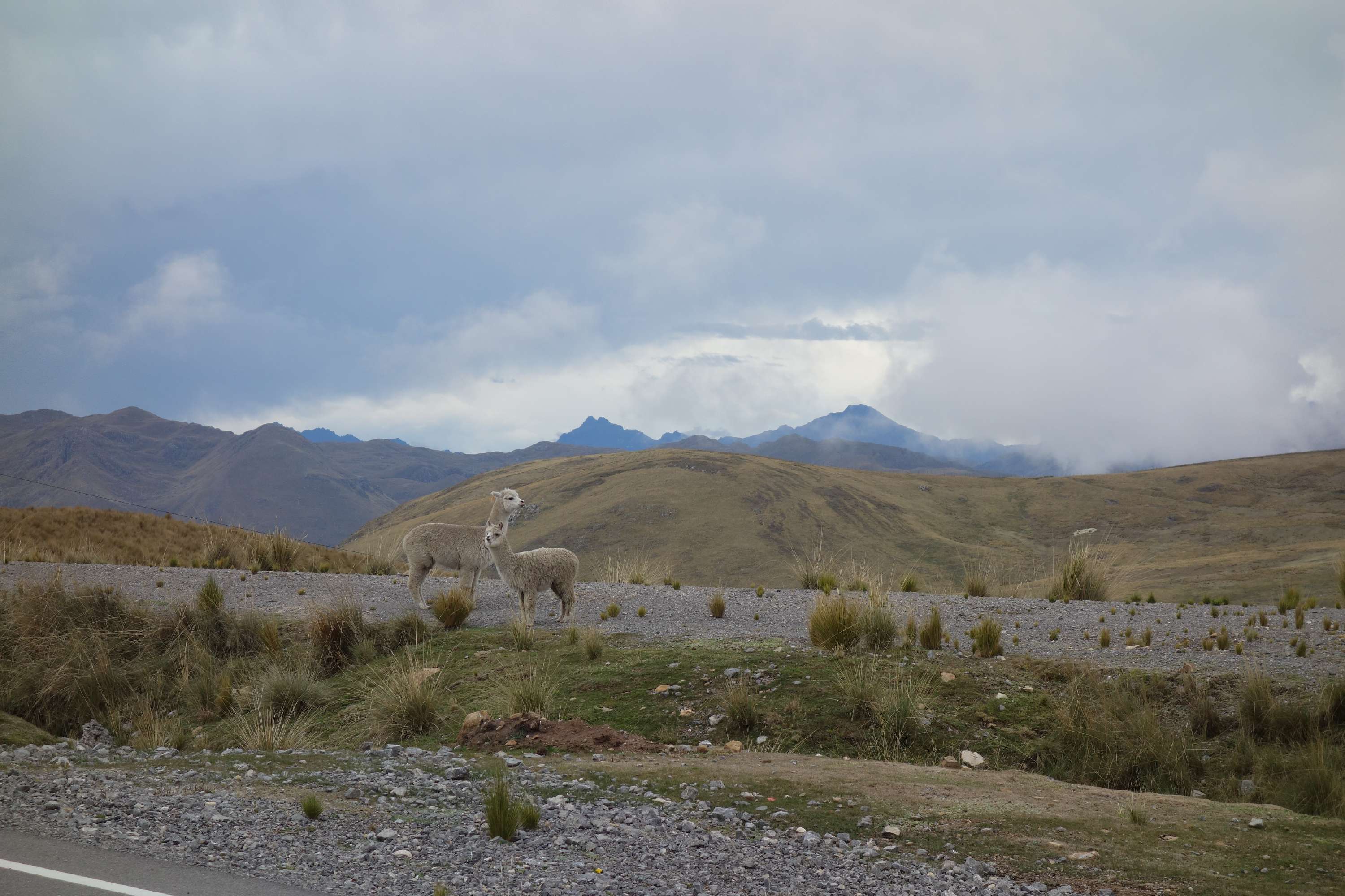 Les seuls habitants des cols désertiques